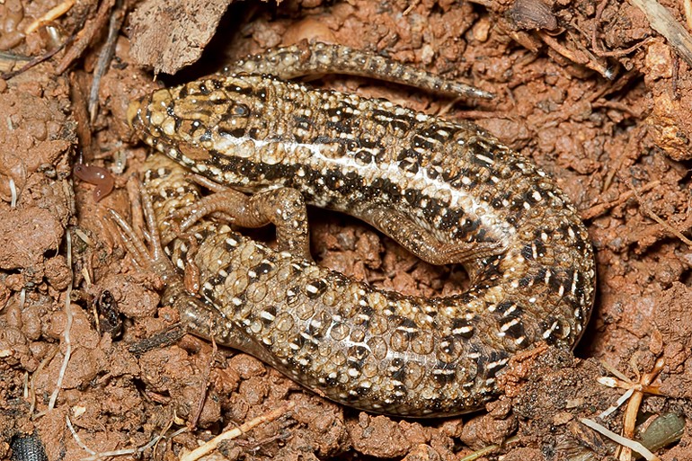 Chalcides ocellatus ??